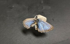 Glaucopsyche lygdamus