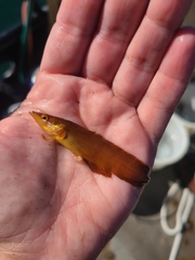 Heterostichus rostratus