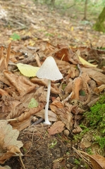 Coprinellus disseminatus