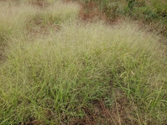 Panicum capillare