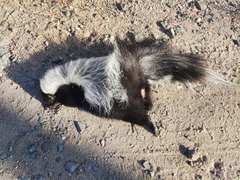 Mephitis macroura