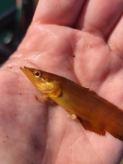 Heterostichus rostratus