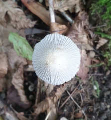 Coprinellus disseminatus