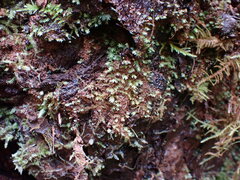 Fissidens bryoides