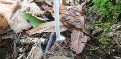 Coprinellus disseminatus