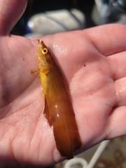 Heterostichus rostratus