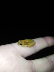 Dendropsophus minutus