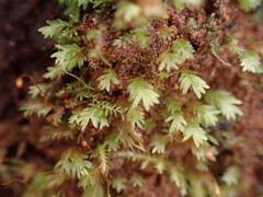 Fissidens bryoides