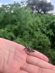 Sphenarium purpurascens