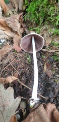Coprinellus disseminatus