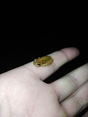 Dendropsophus minutus