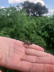 Sphenarium purpurascens