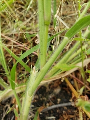 Panicum capillare