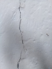 Tapinoma melanocephalum