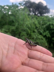 Sphenarium purpurascens