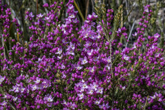 Boronia pilosa