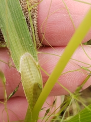 Panicum capillare