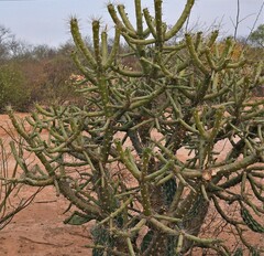 Quiabentia verticillata