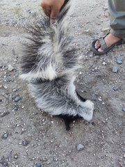 Mephitis macroura