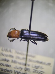 Languria laeta