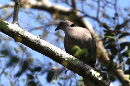 Mourning Collared Dove