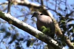 Streptopelia decipiens logonensis