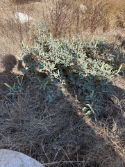 Datura wrightii
