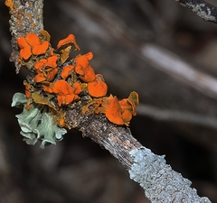 Teloschistes chrysophthalmus