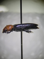 Languria laeta