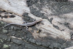 Cryptoblepharus pulcher