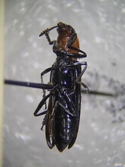 Languria laeta
