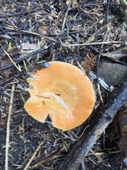 Lactarius thyinos