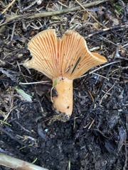 Lactarius thyinos