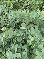 Baptisia