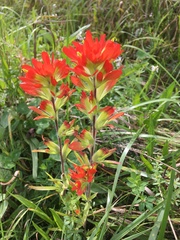 Castilleja coccinea