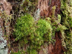Dicranum fuscescens