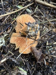Lactarius thyinos