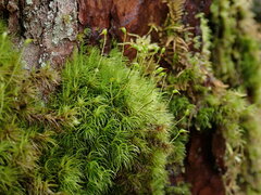 Dicranum fuscescens