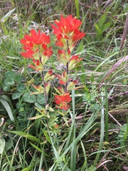 Castilleja coccinea