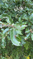 Quercus imbricaria