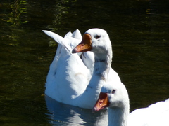 Anser anser domesticus × anser cygnoides domesticus