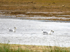 Larus glaucescens