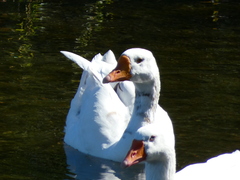 Anser anser domesticus × anser cygnoides domesticus