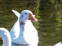 Anser anser domesticus × anser cygnoides domesticus
