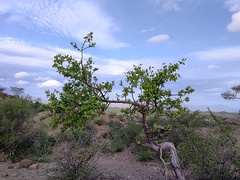 Burseraceae