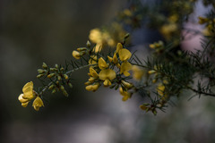 Pultenaea juniperina