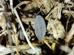 Porcellionides sexfasciatus