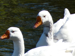 Anser anser domesticus × anser cygnoides domesticus