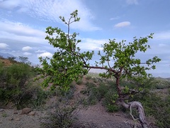 Burseraceae