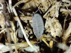 Porcellionides sexfasciatus